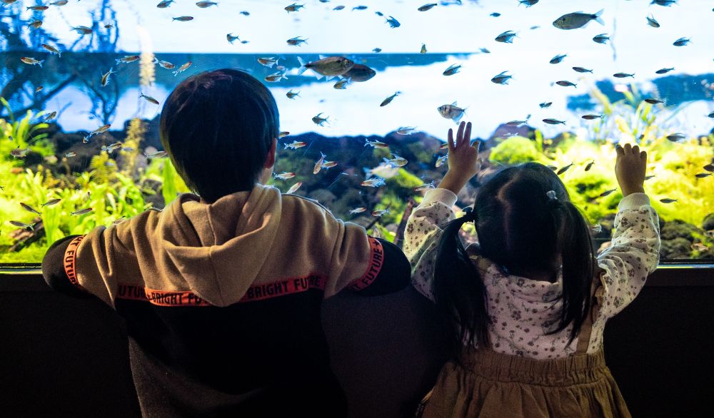 Discover an urban entertainment aquarium right in front of Kawasaki Station!